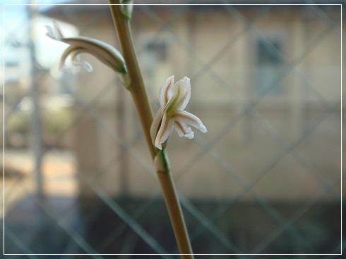 ハオルチア花-20150304.jpg